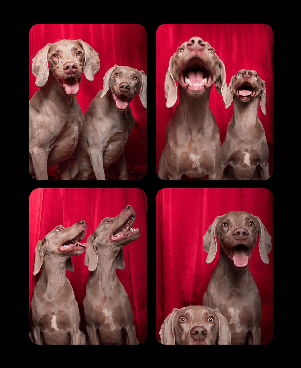 Four photo booth photos of two Weimaraner dogs making funny faces against a red background.