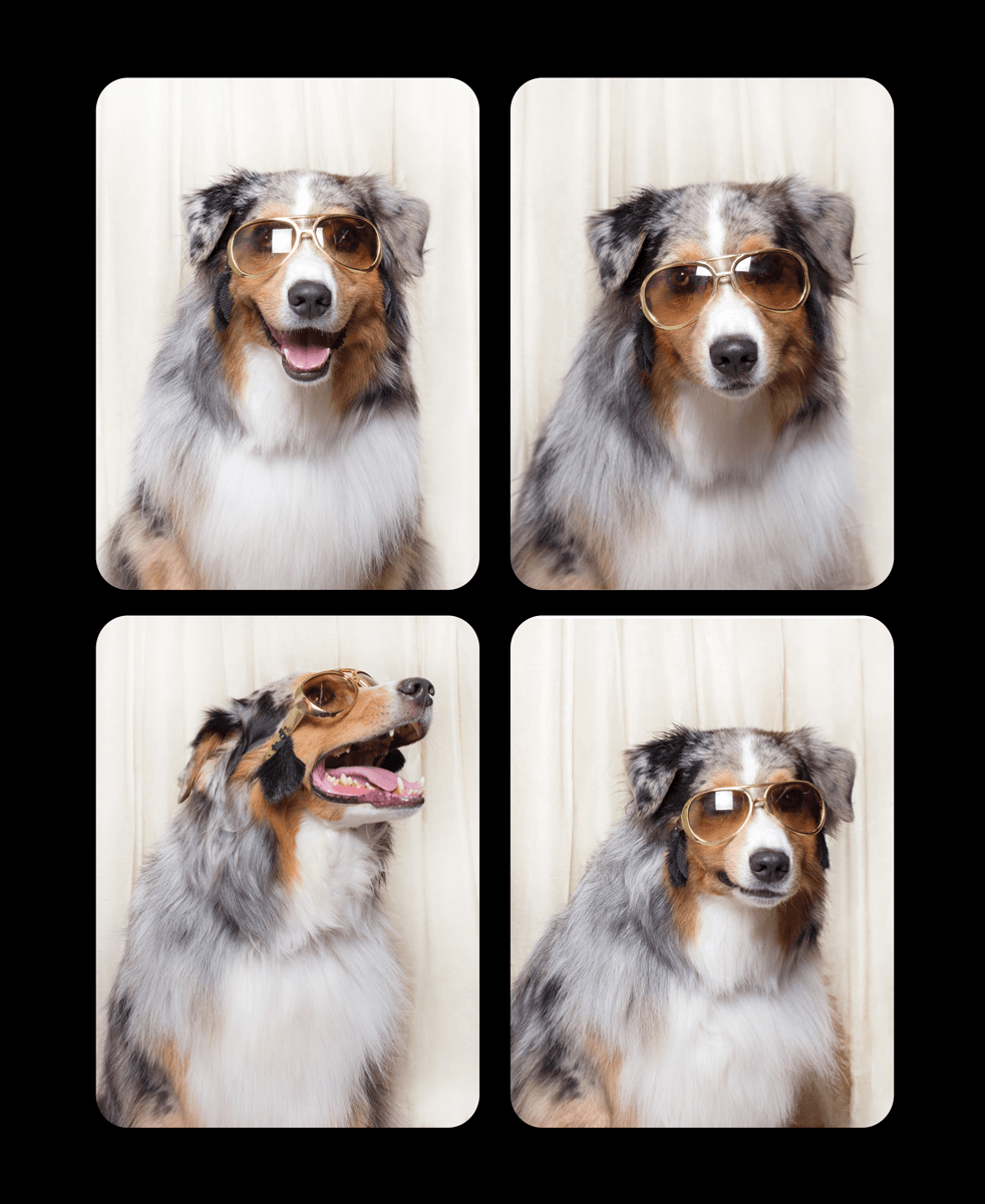 Australian Shepherd wearing glasses strikes different poses in a four-panel photo booth sequence.