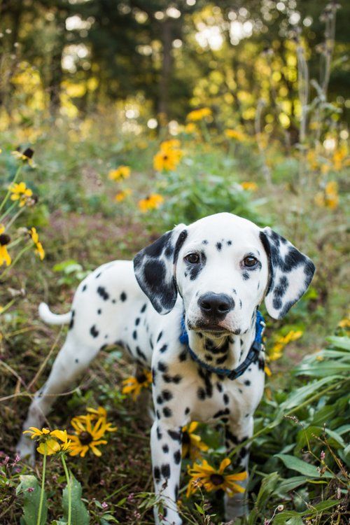 Dalmatian puppy standing in a garden of yellow wildflowers.