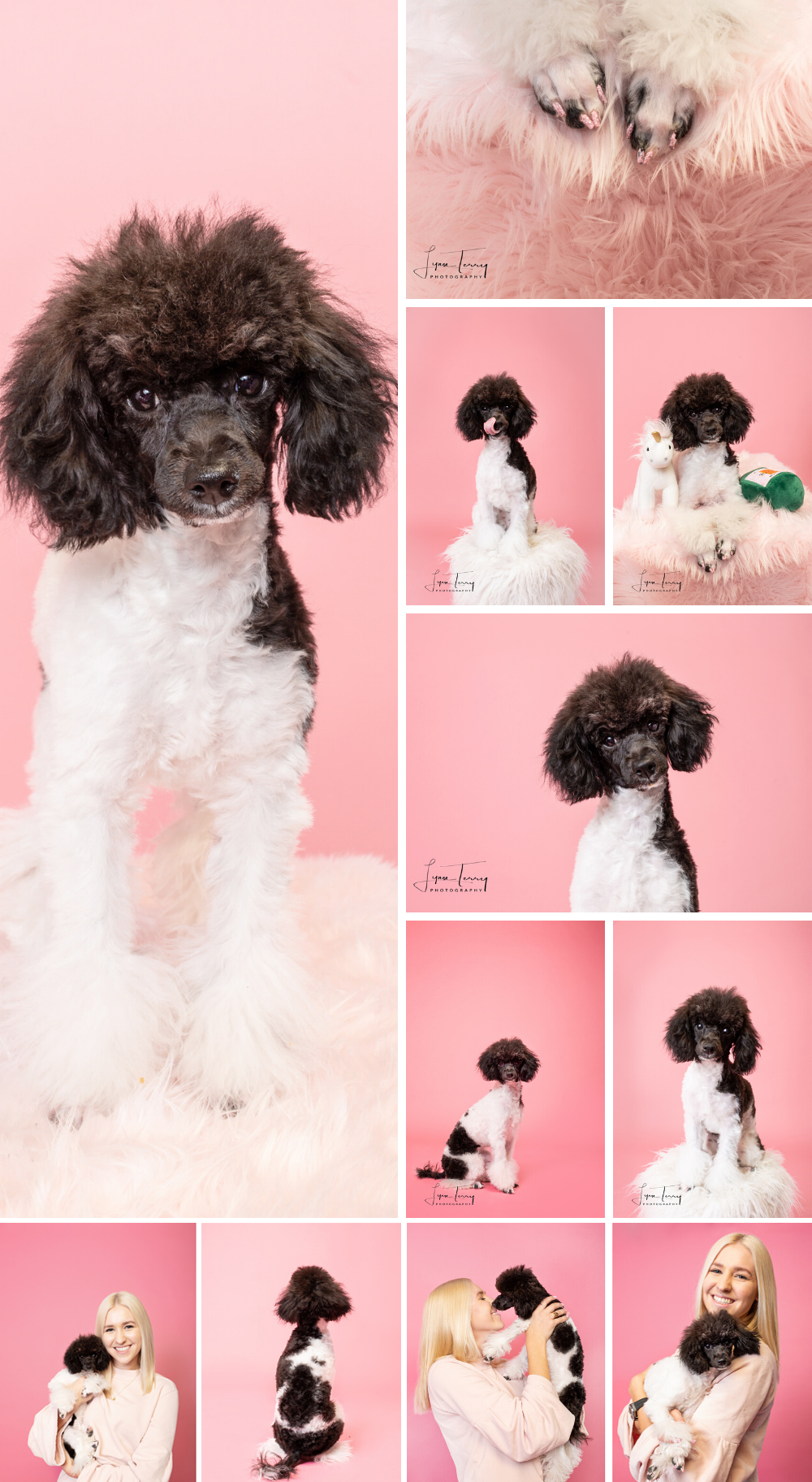 Portrait series of a black and white poodle puppy against a pink background.