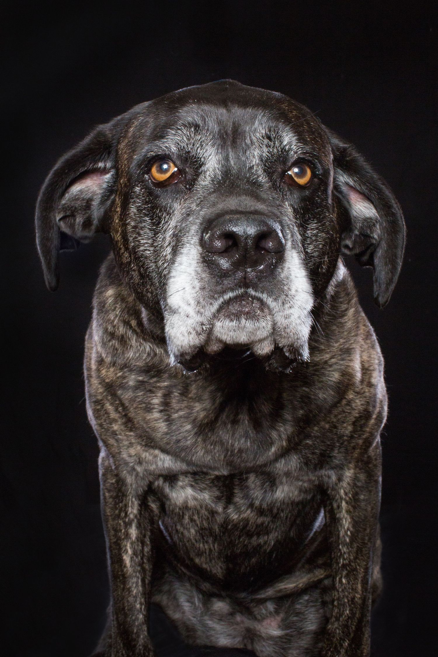 Detailed headshots of an aging black dog showing expressive facial features against black background.