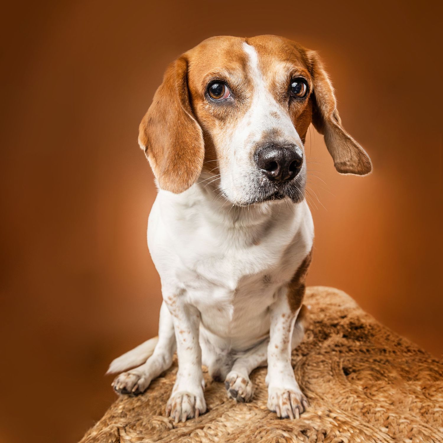 A beagle dog sits upright on a rock against a warm brown background, looking curiously at the camera.