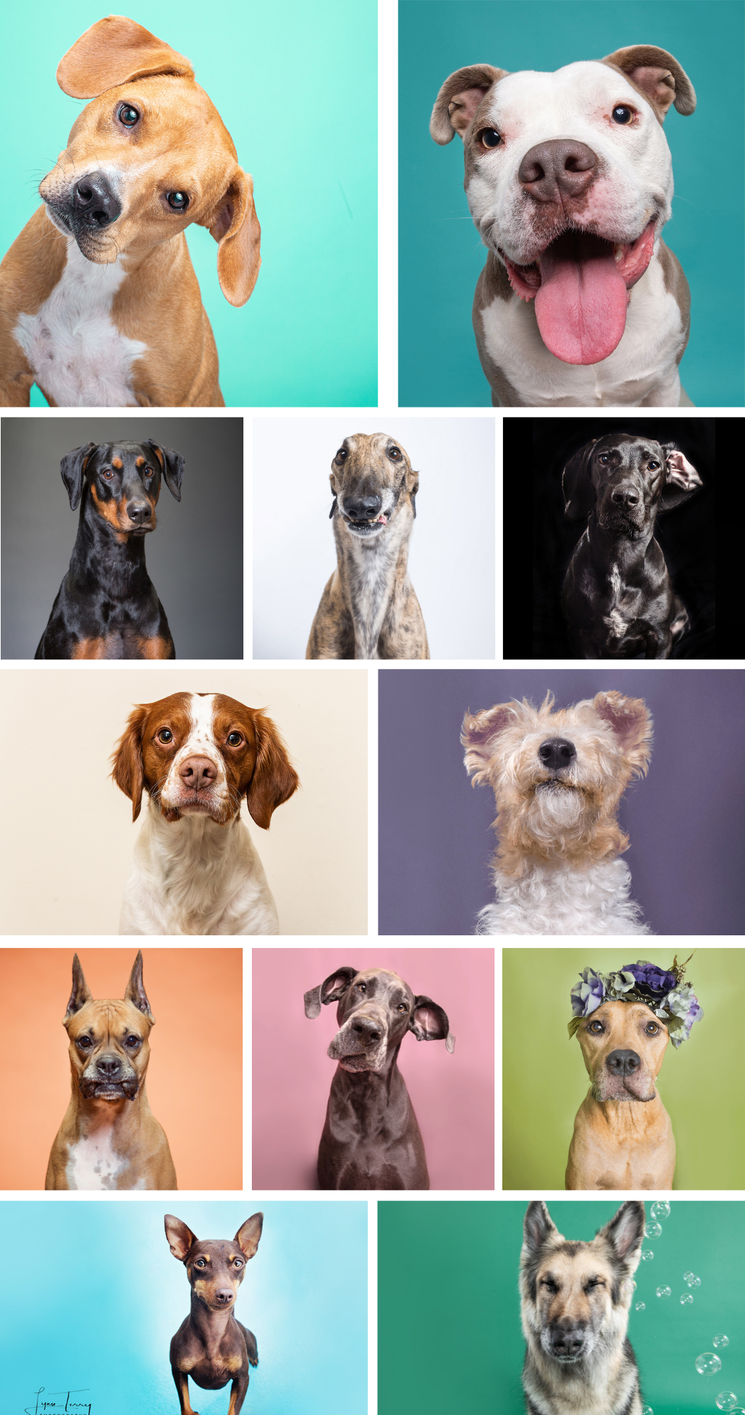 A collage of diverse dog portraits with colorful backgrounds, showcasing various breeds with expressive faces and personalities.