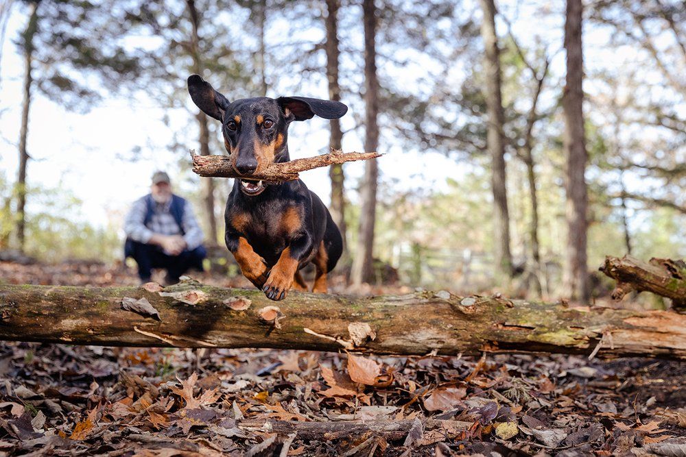 Small black dog leaping over fallen logs in a forest setting.