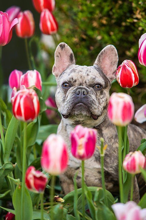 French Bulldog peeking through colorful spring tulips in garden.