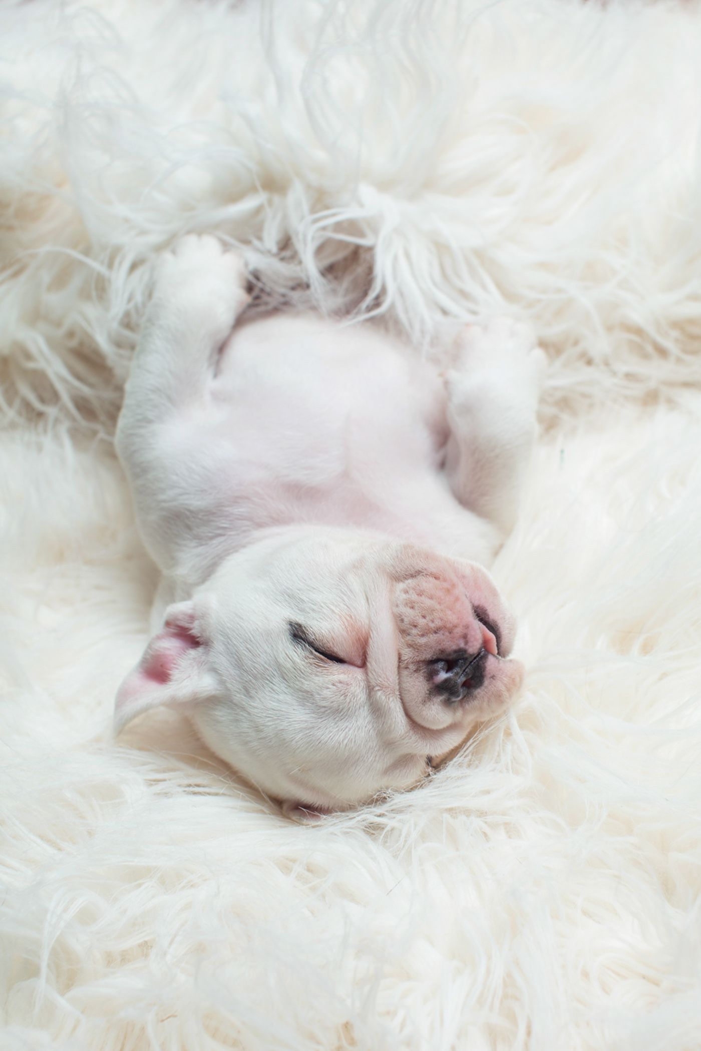 White puppy sleeping peacefully on fluffy white fur blanket.