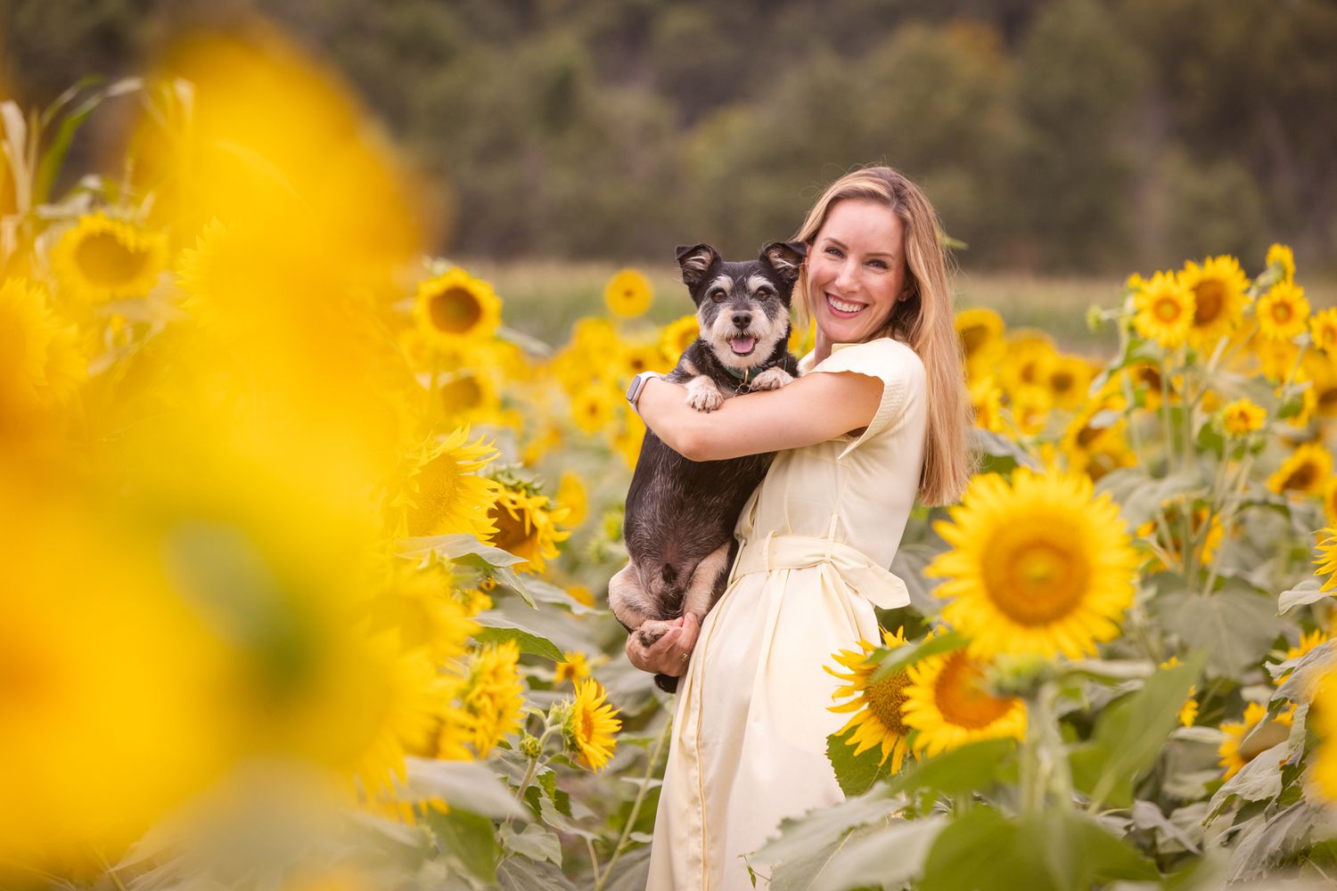 A sunflower field provides a stunning backdrop for a portrait with a small dog.