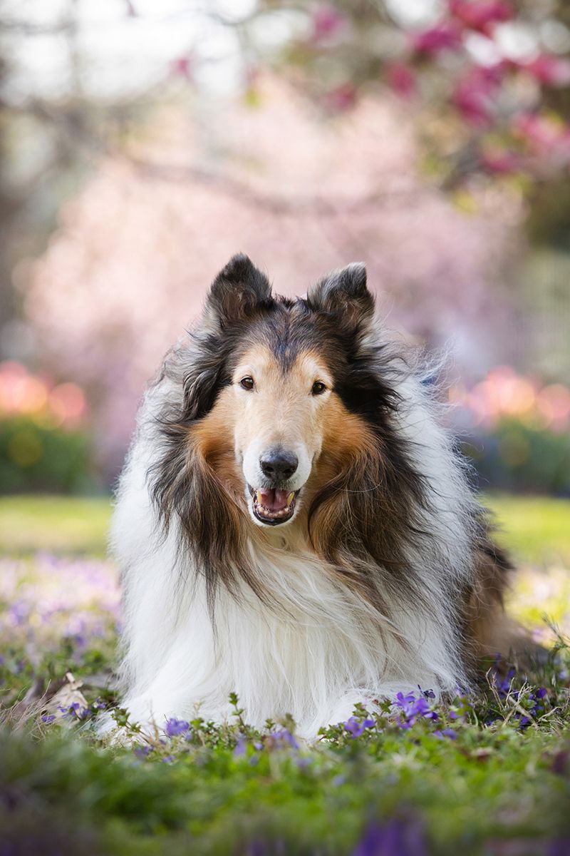 Shetland Sheepdog smiling among purple flowers in spring garden.