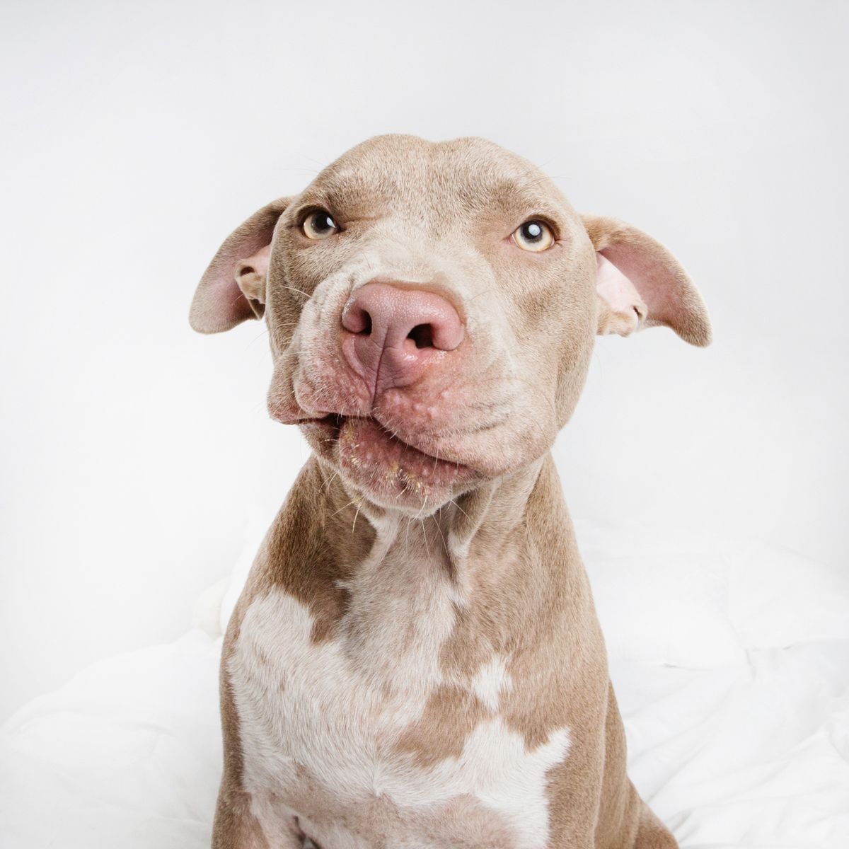 Portrait of a beige pit bull with pleading expression against white background.