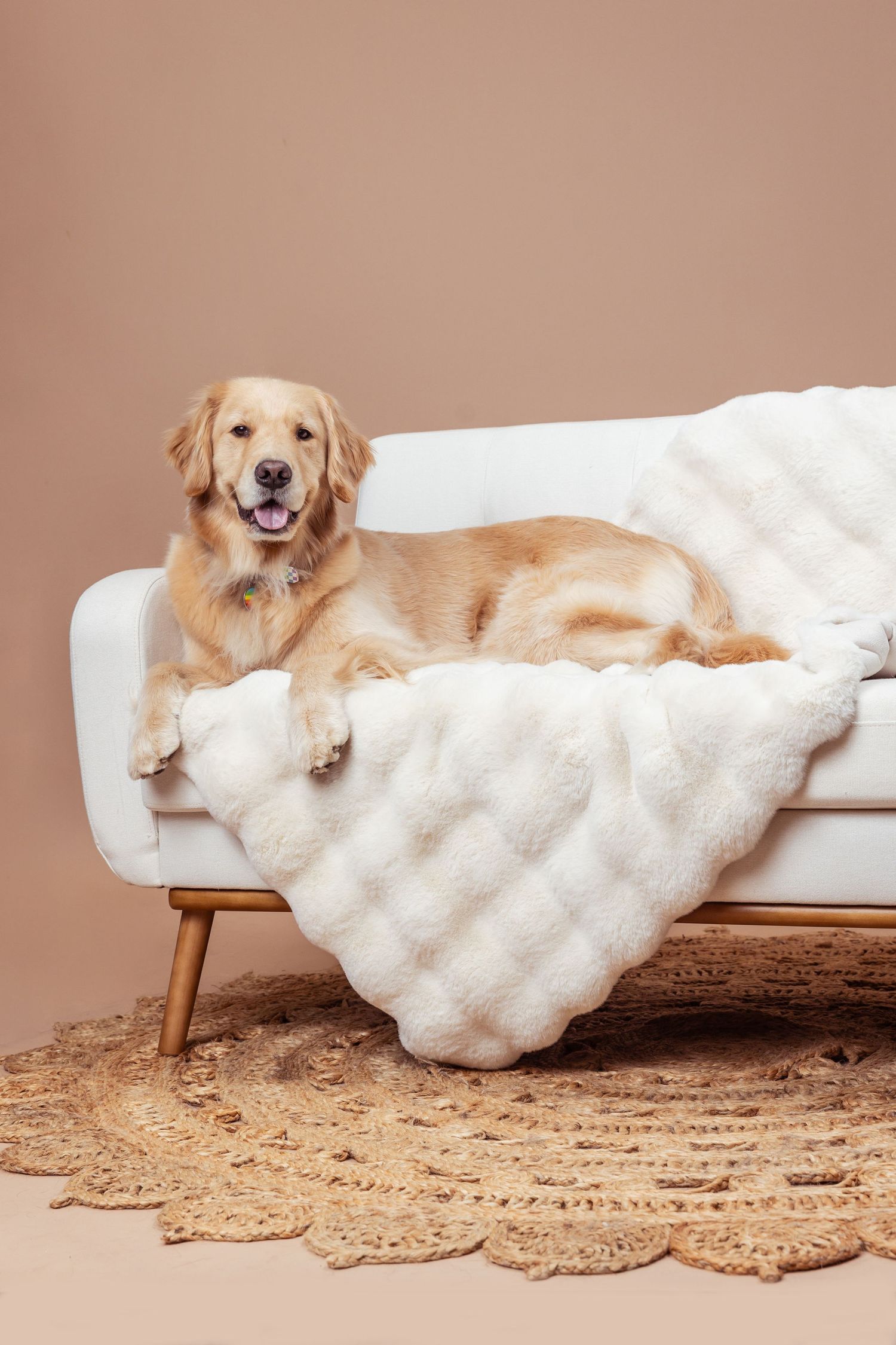 Golden retriever dog lounges on white chaise lounge against beige wall with decorative carpet underneath.