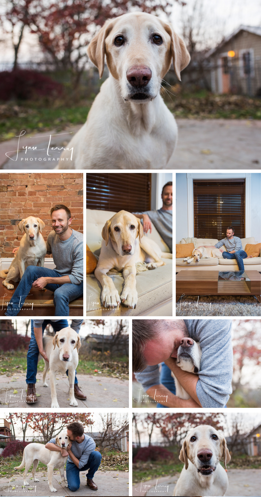 Collection of portrait photos featuring a cream-colored Labrador retriever in various indoor and outdoor settings.