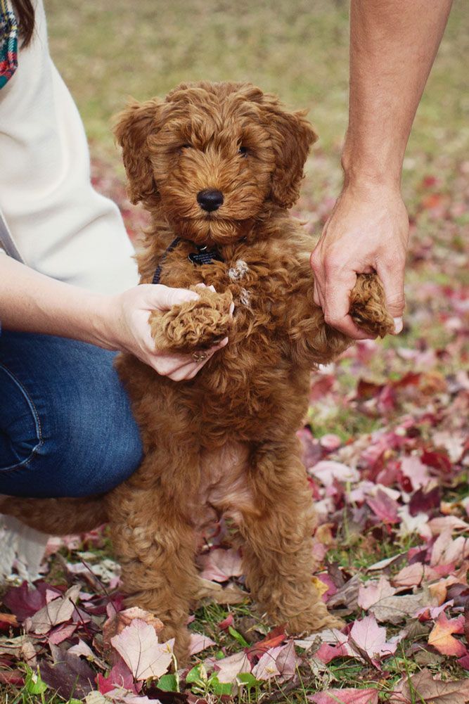 Brown goldendoodle puppy standing in fallen autumn leaves while being trained with treats.