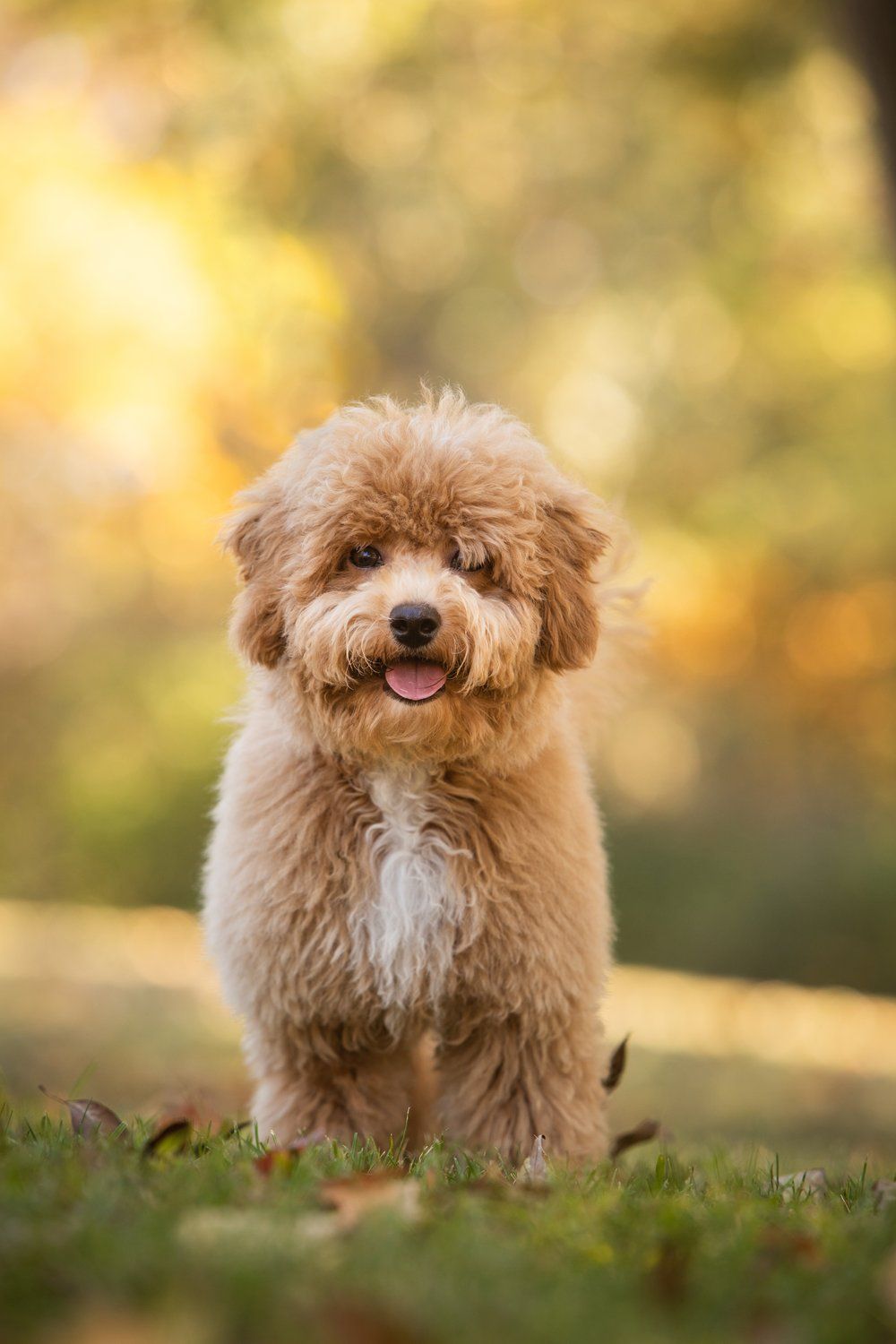Fluffy golden doodle puppy smiling in sunlit autumn setting.