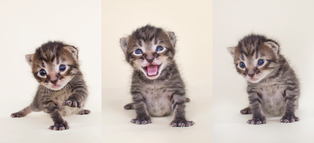 Three tiny grey kittens showing different expressions in a triptych photo series.