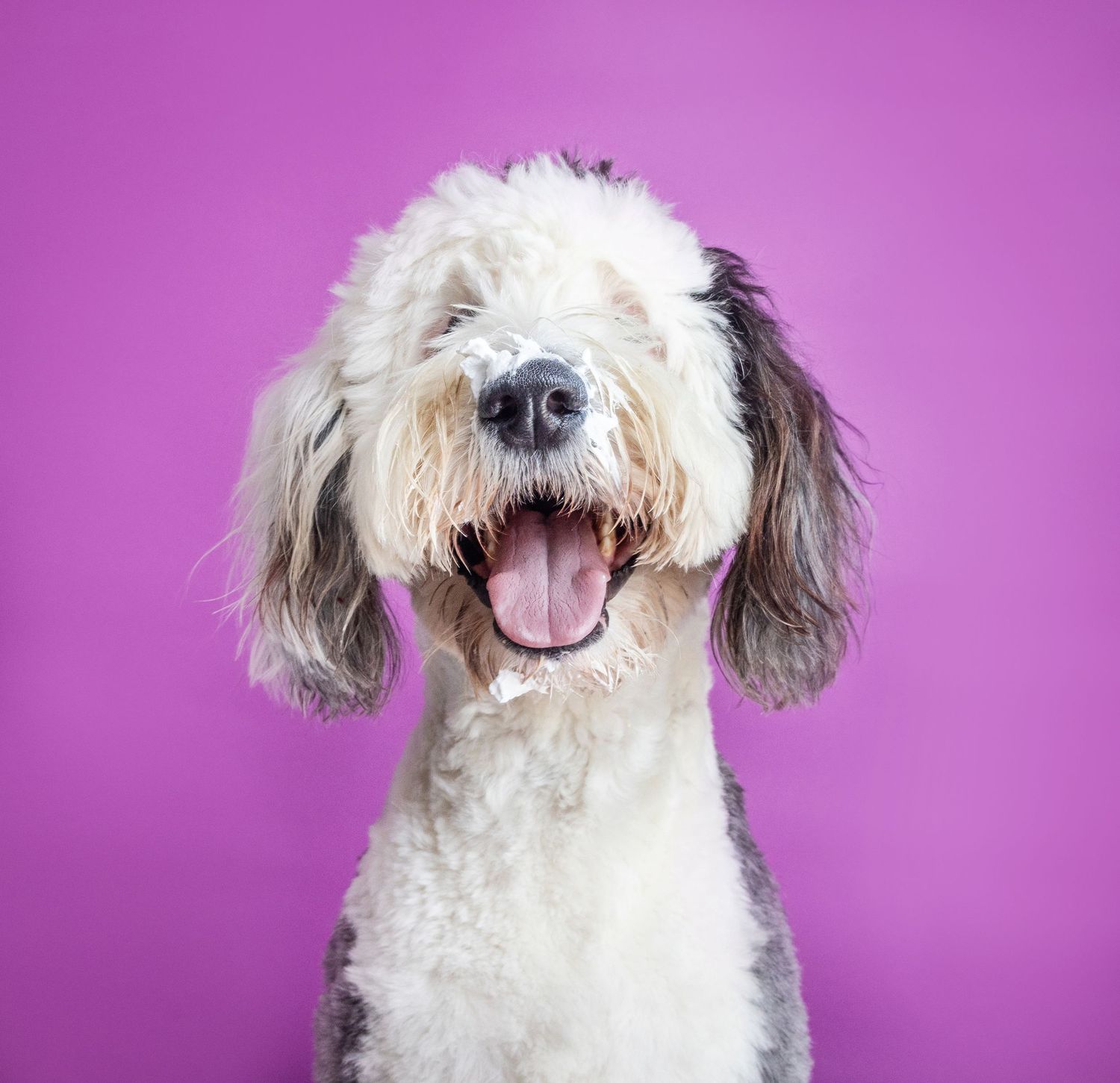 Fluffy white and gray Sheepadoodle dog smiling with tongue out against a bright pink background.