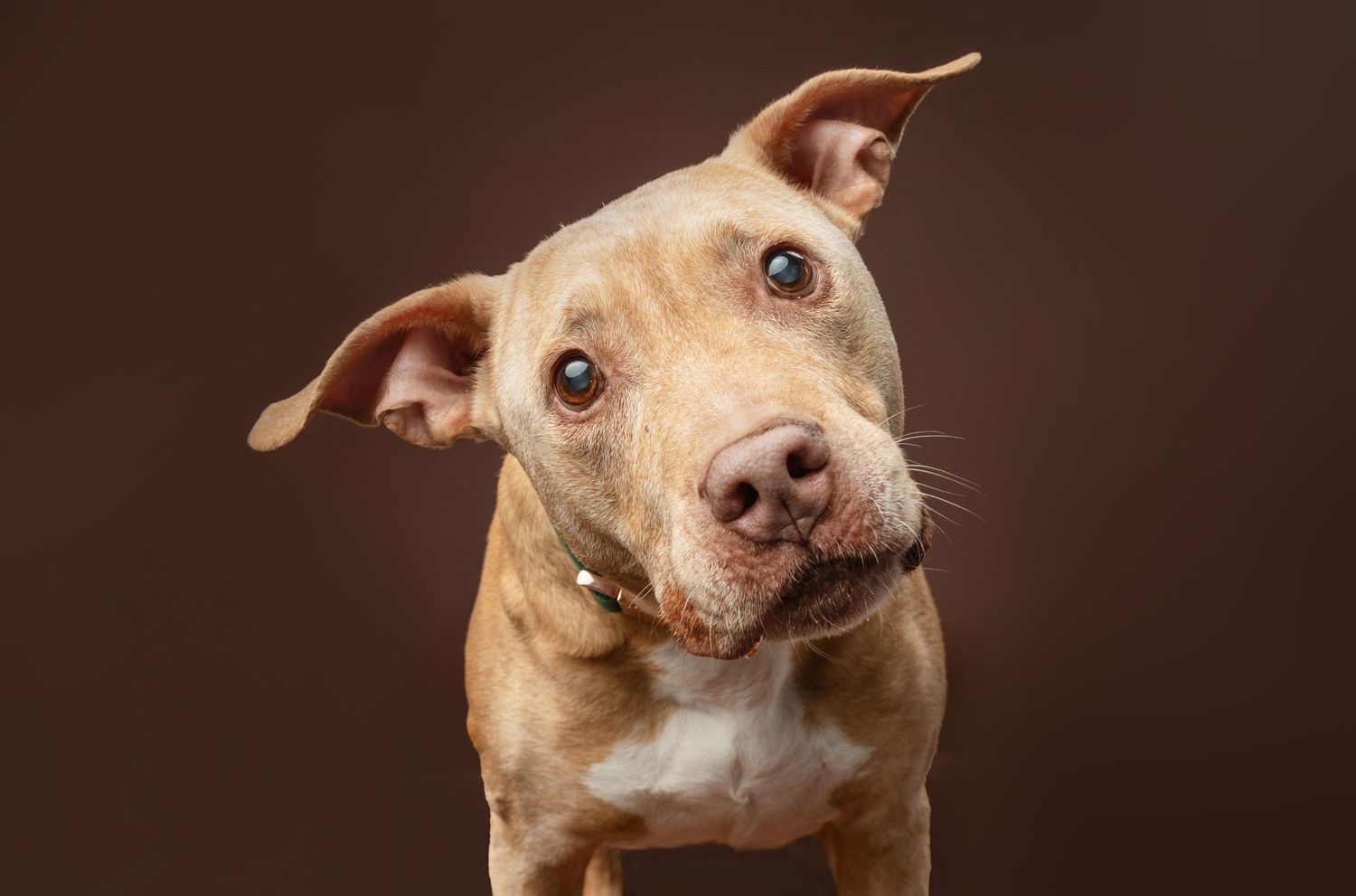 Adorable brown and white pit bull dog tilting head curiously against dark brown studio background.