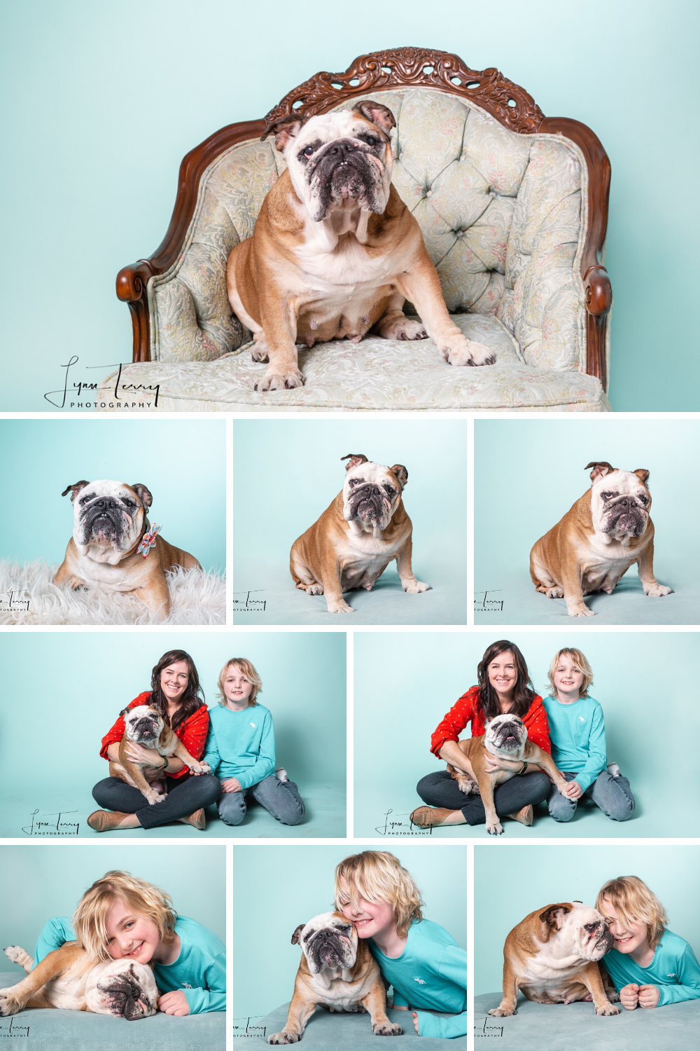 Collage of an English Bulldog posing on a vintage chair and with a woman and child on a teal background.