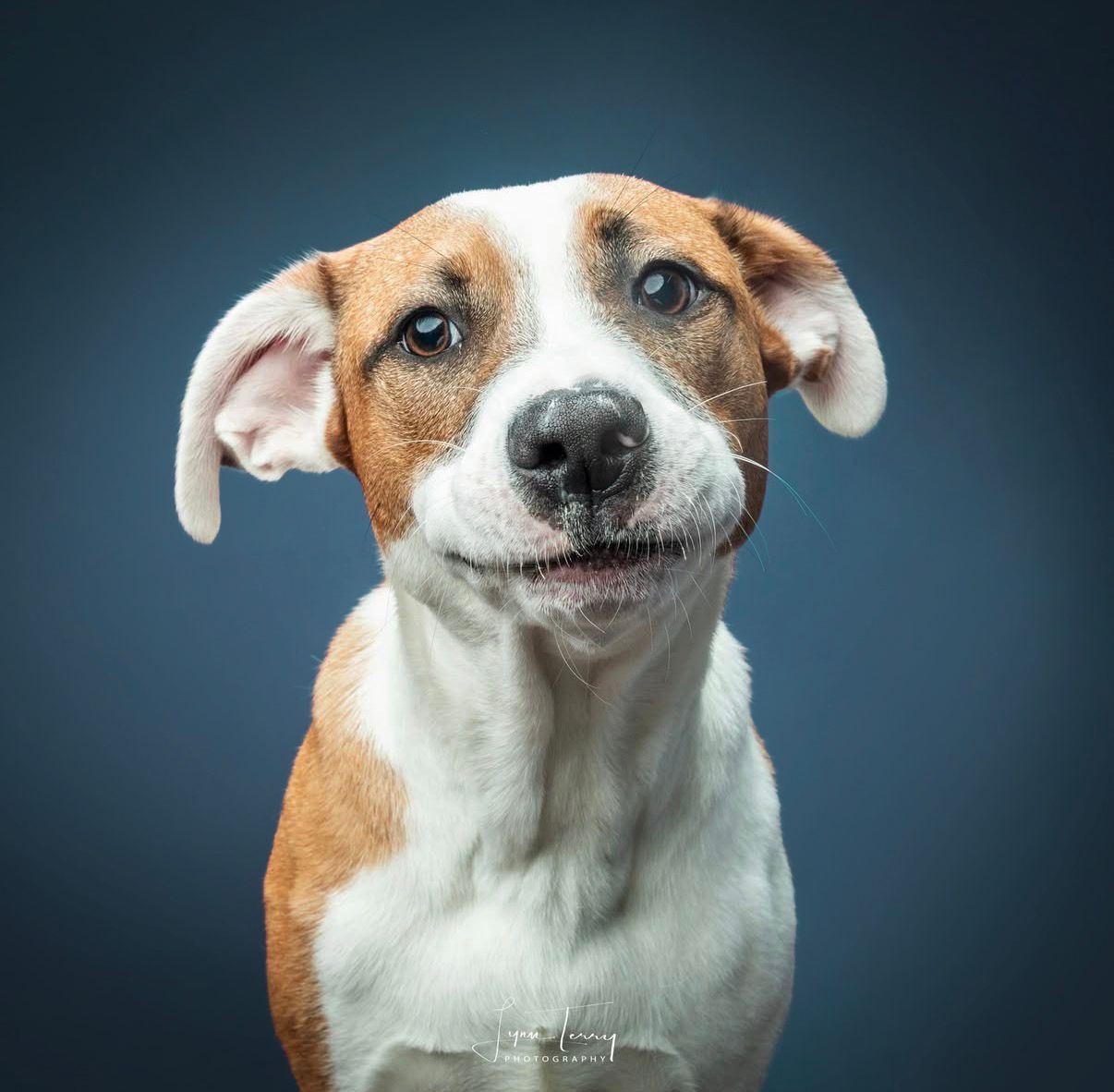 Adorable brown and white puppy with floppy ears posing against a dark blue studio background.