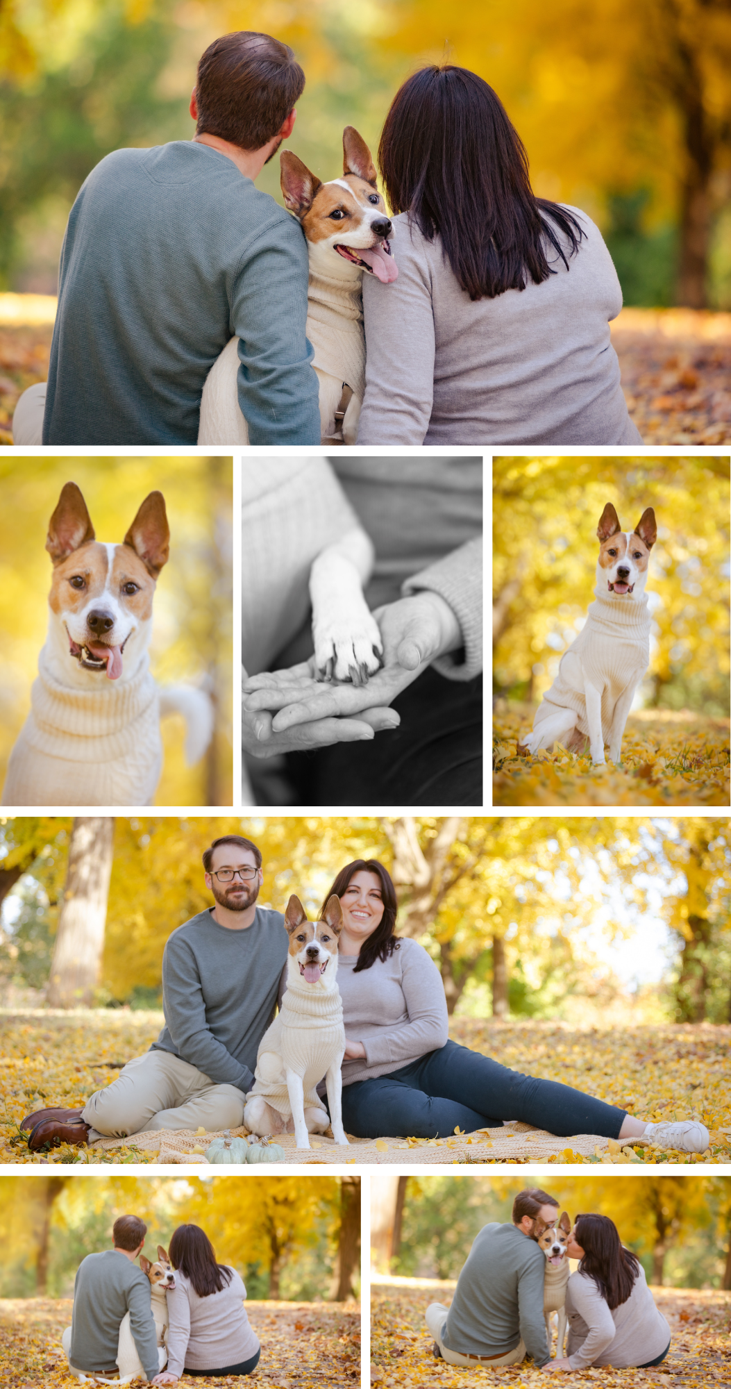 Engagement photo session featuring a couple with their tan and white dog in an autumn setting with golden leaves.