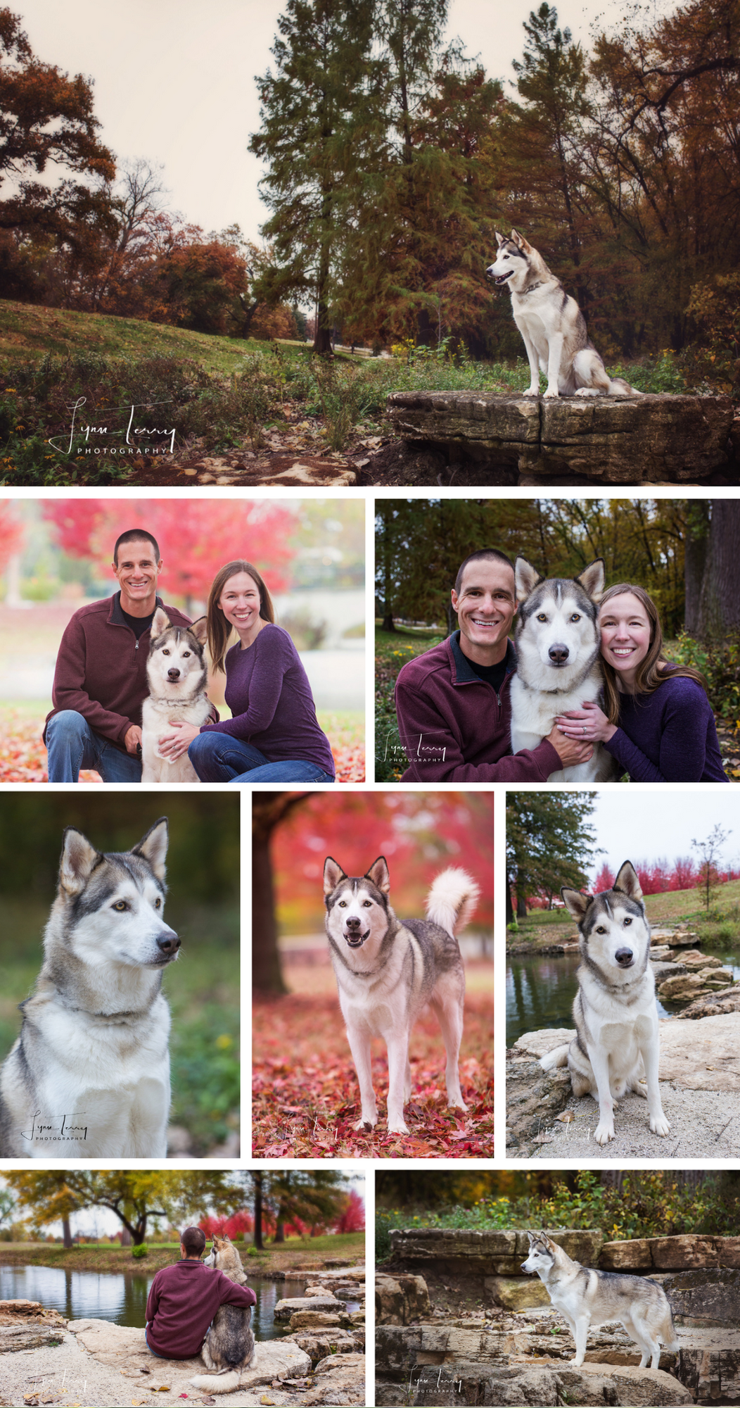 Husky dog portrait session in autumn park with natural stone background.