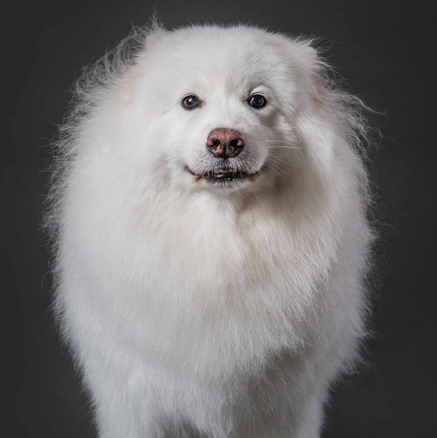 White fluffy Pomeranian dog poses in multiple expressions against dark background.