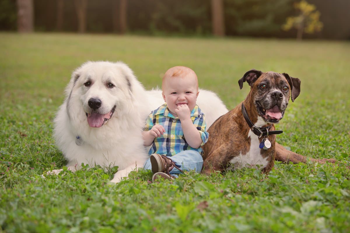 Two dogs sit protectively in grass next to a baby in plaid outfit on a sunny day.