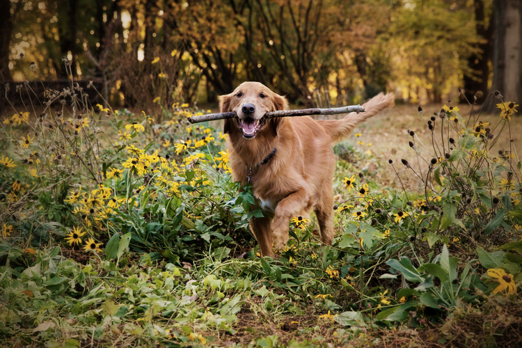 Golden retriever running with stick in mouth through wildflower field.
