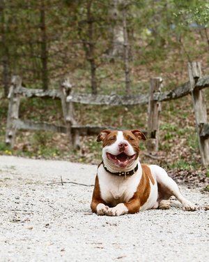 Brown and white pitbull lying on dirt path by wooden fence smiling at camera.