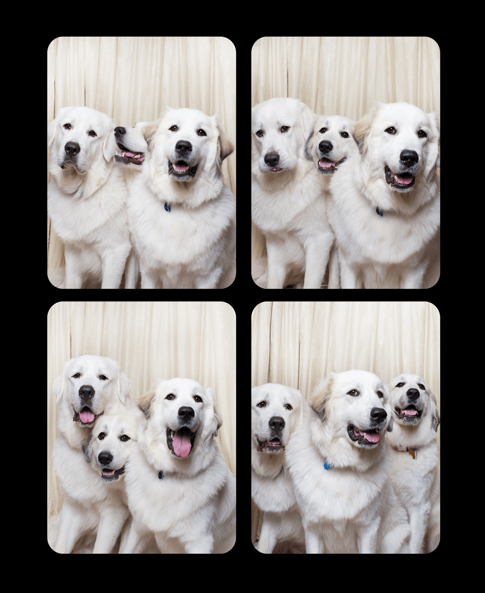 Four photo booth shots of happy white Great Pyrenees dogs posing together against a light background.