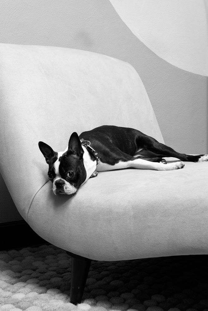 Black and white Boston Terrier lounging on modern curved sofa.