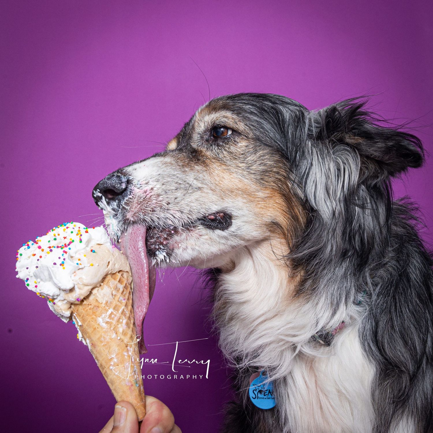 A merle Australian Shepherd dog licks a colorful sprinkle ice cream cone against a vibrant purple background.