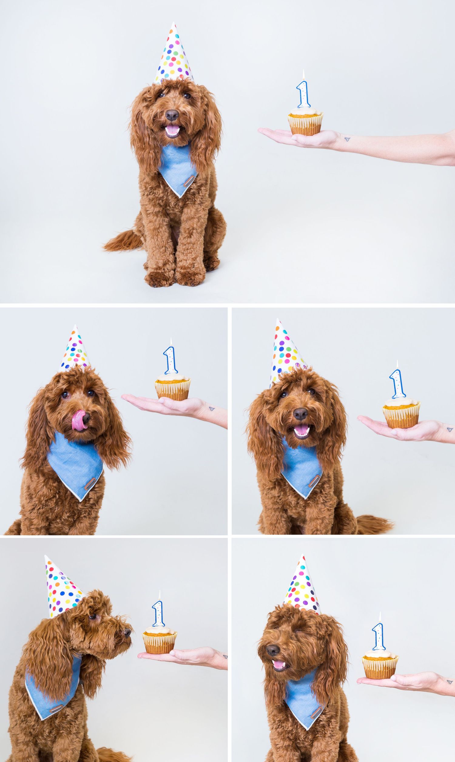 A fluffy red Goldendoodle wearing a birthday hat and blue bandana celebrates its first birthday with a cupcake.