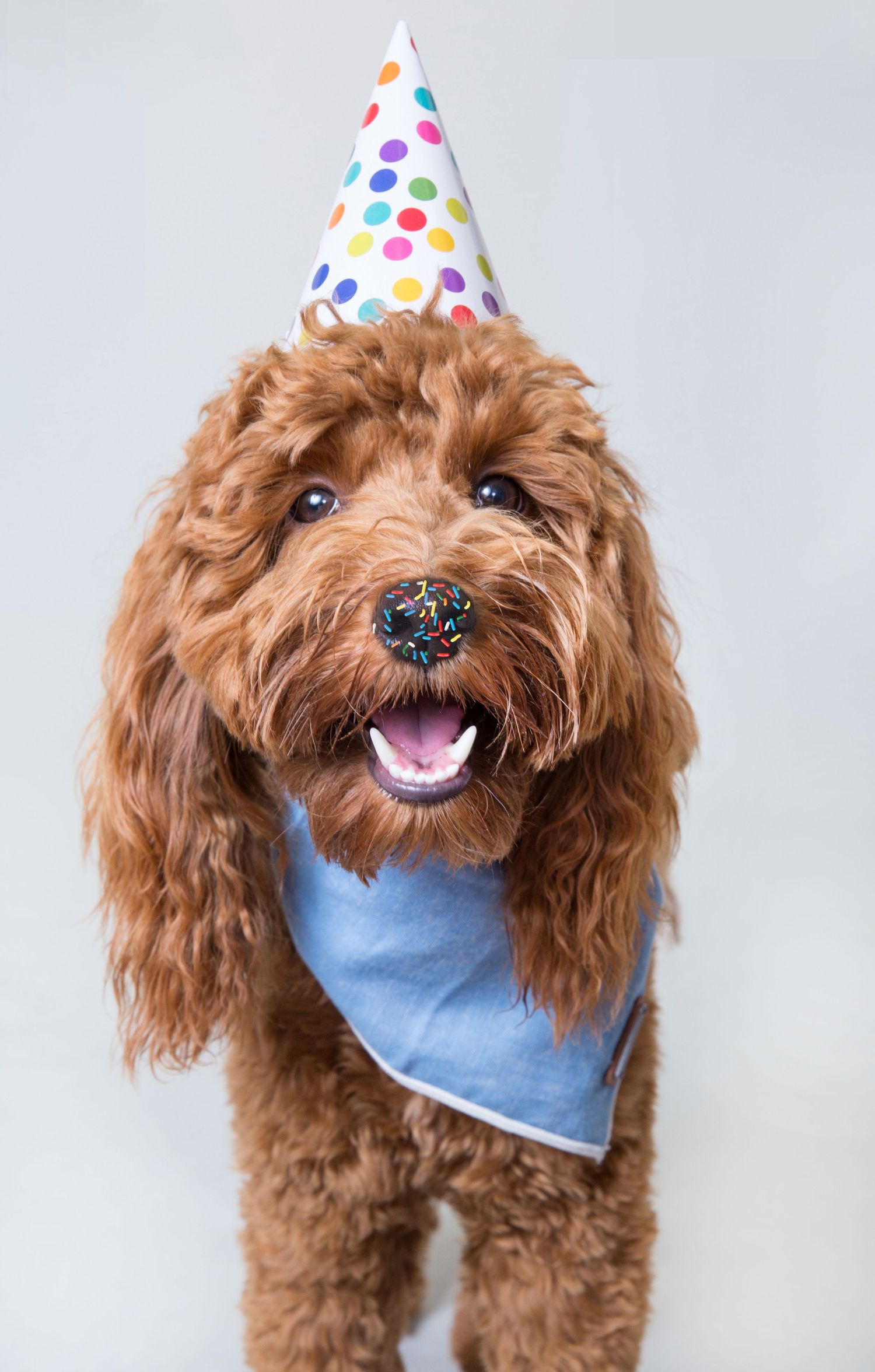 A happy brown Goldendoodle dog wearing a colorful polka dot party hat and blue bandana celebrates a birthday.