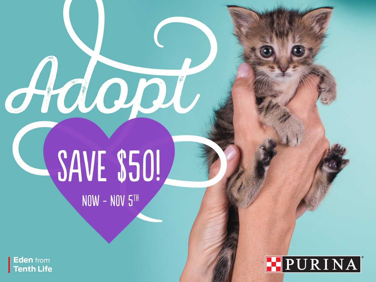 Adorable grey kitten being held against turquoise background in Purina pet adoption promotional advertisement.