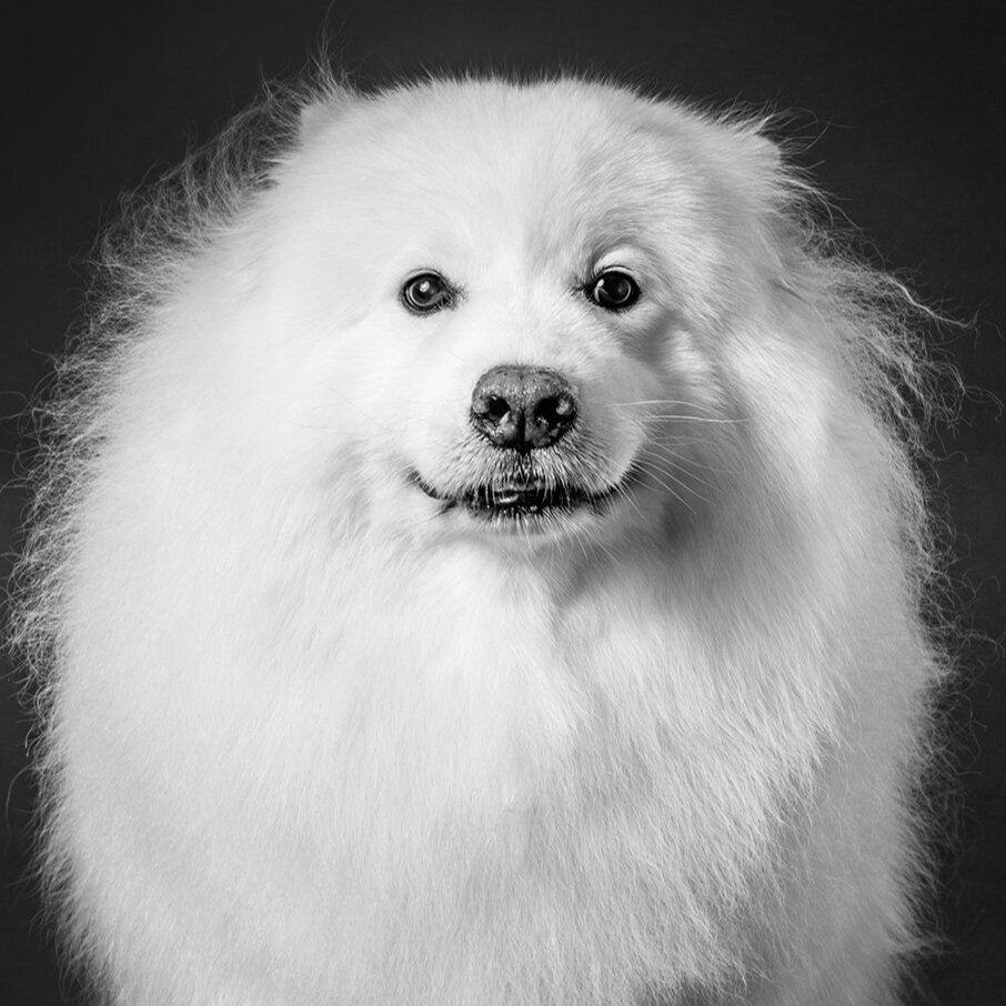 A smiling Samoyed dog with fluffy white fur poses for a black and white portrait against a dark background.