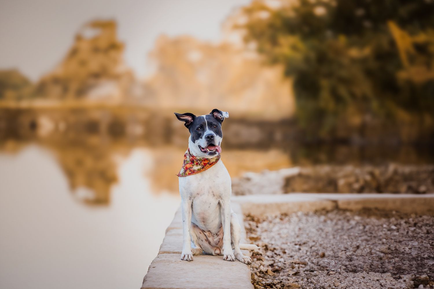Small dog wearing bandana sits on dock by calm lake at sunset.