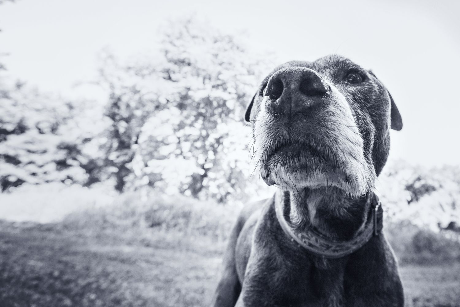Close-up black and white portrait of a large dog's face outdoors.