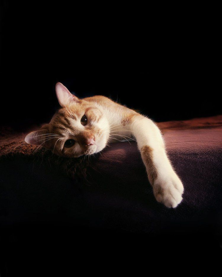 Artistic portrait of relaxed ginger cat lounging in dramatic lighting.