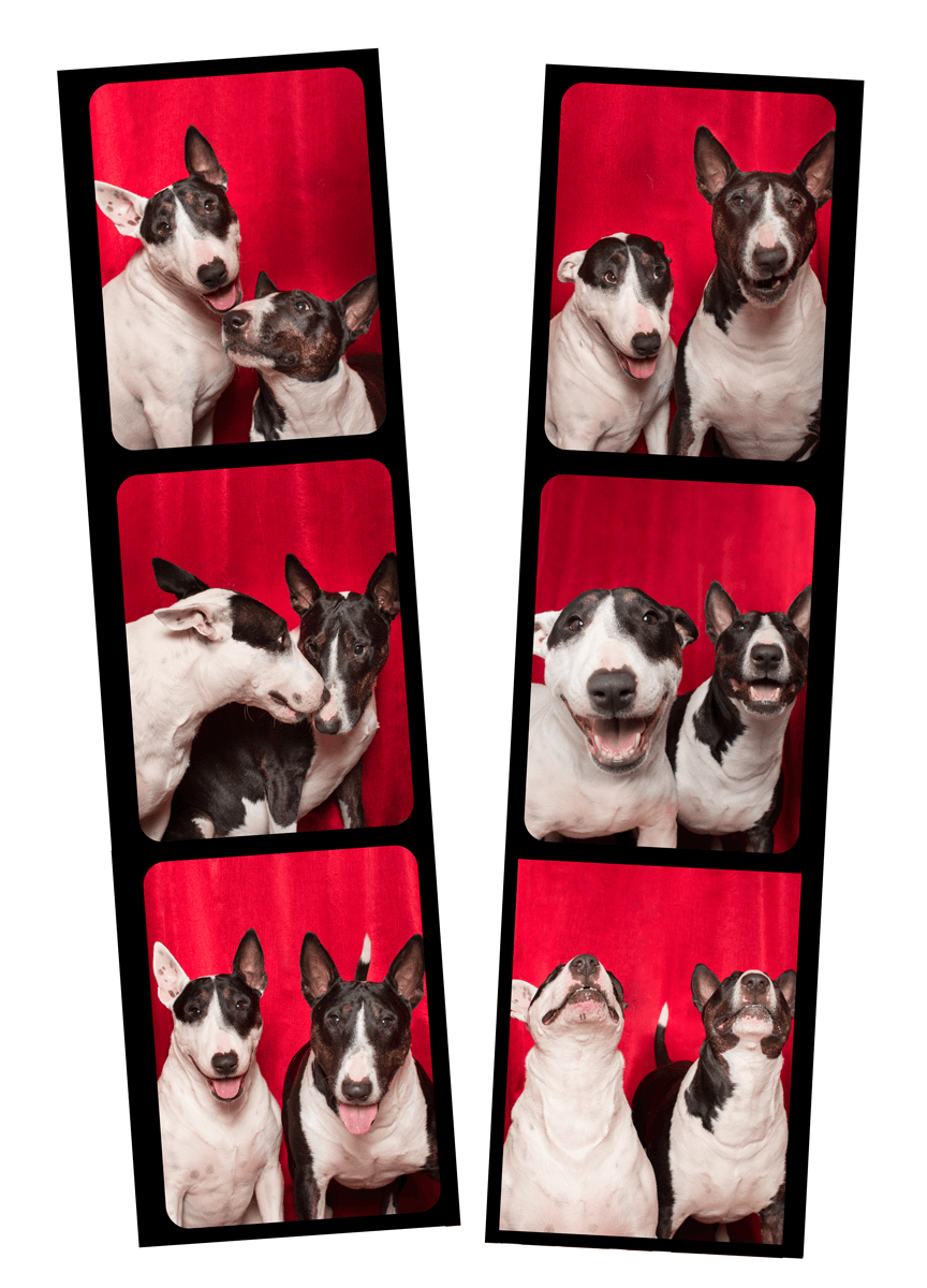 Two black and white bull terriers make silly faces in a photo booth strip series.