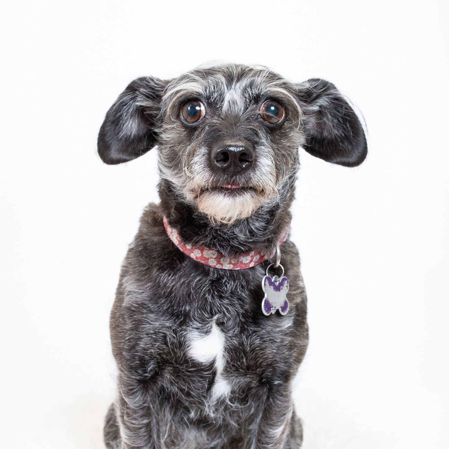 Close-up portrait series of a scruffy grey terrier mix dog showing various expressions against white background.