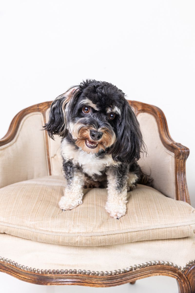 Black and white Havanese dog sitting on beige upholstered chair.