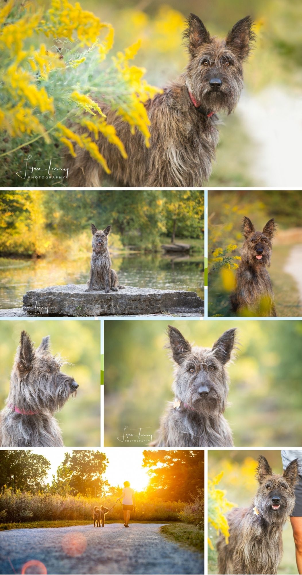 Scottish terrier dog poses in natural setting with yellow flowers and sunset lighting.