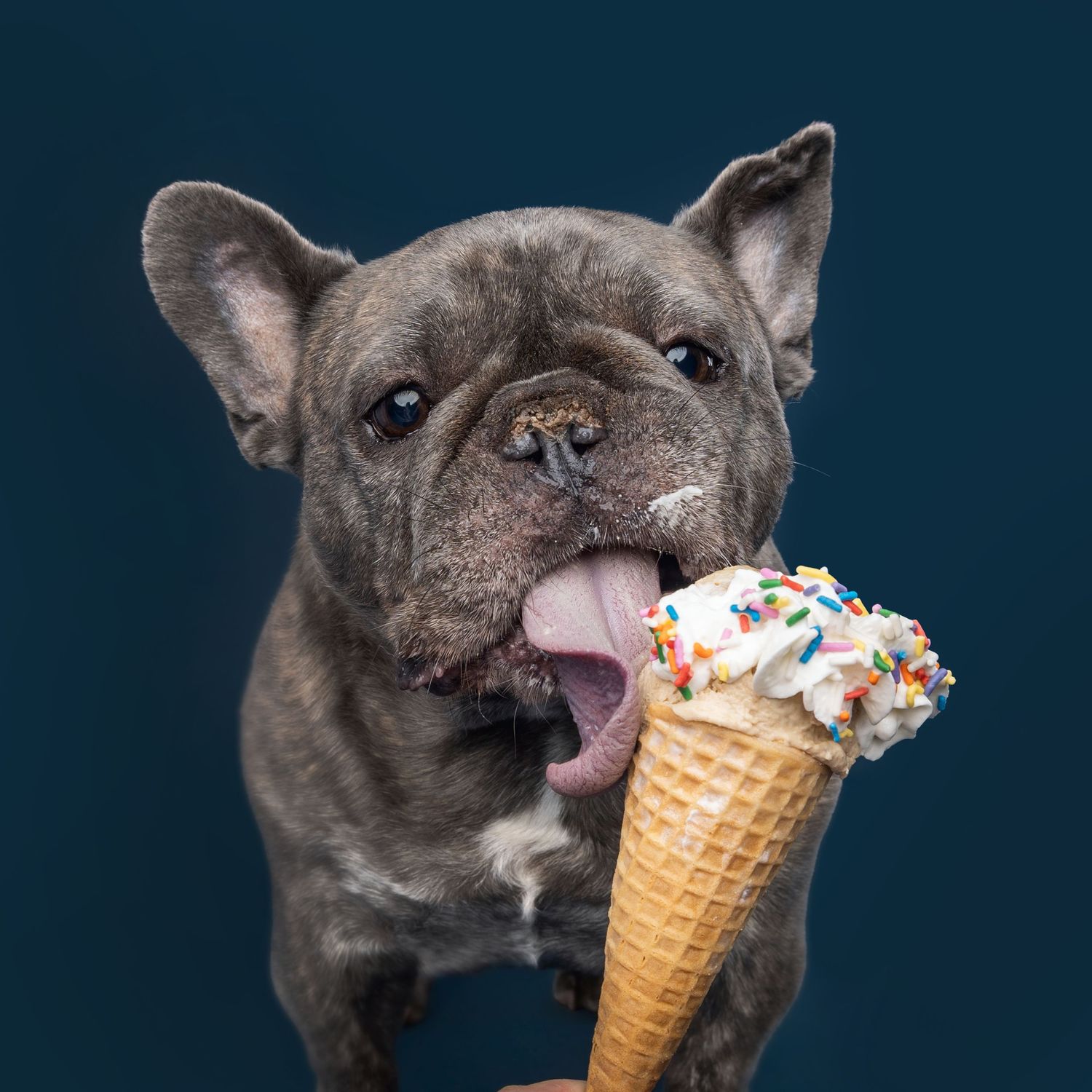 A French Bulldog eagerly licks a colorful sprinkle ice cream cone against a dark blue background.