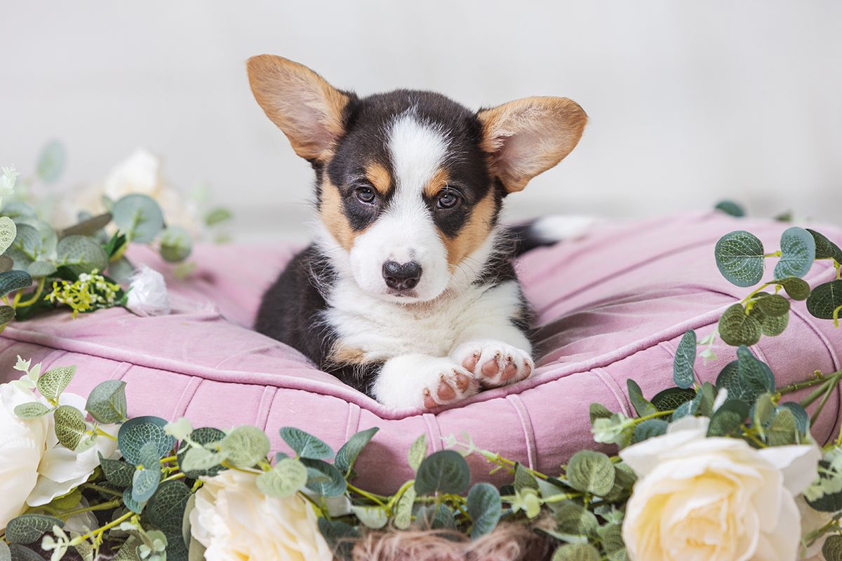 Cute corgi puppy resting on pink pillow surrounded by roses and eucalyptus.