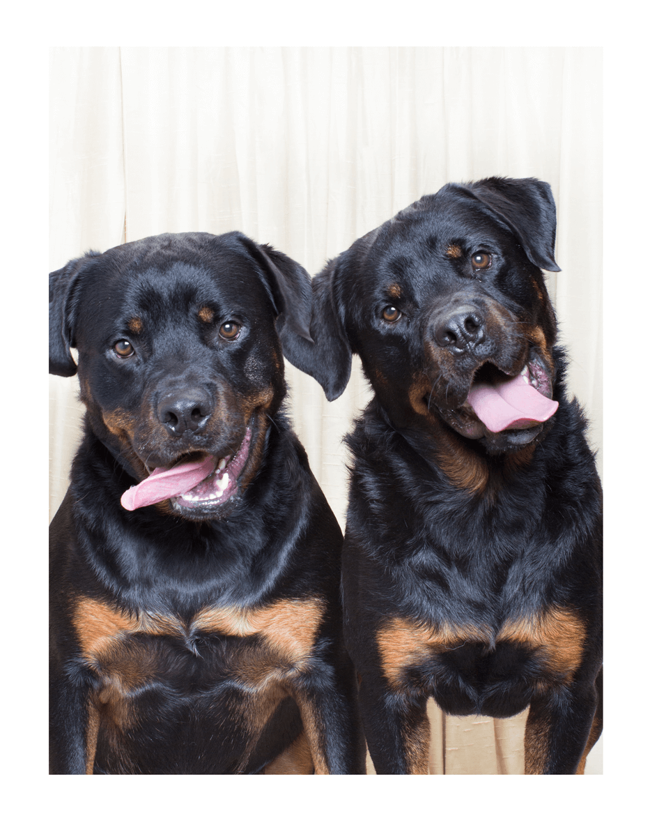 Three Rottweilers sitting close together showing playful expressions.