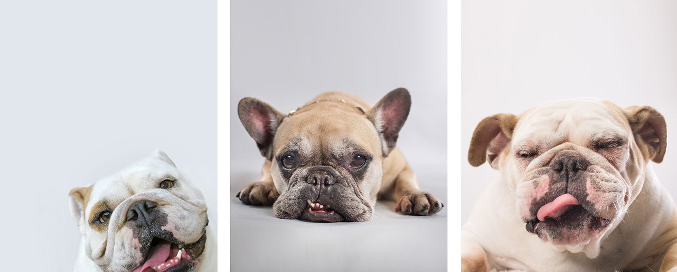Three Bulldog portraits showing different facial expressions against light background.