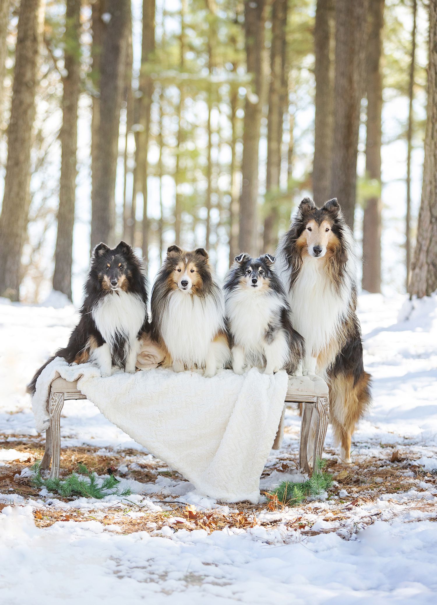 Four Shetland sheepdogs posing on a white bench in snowy winter forest setting.