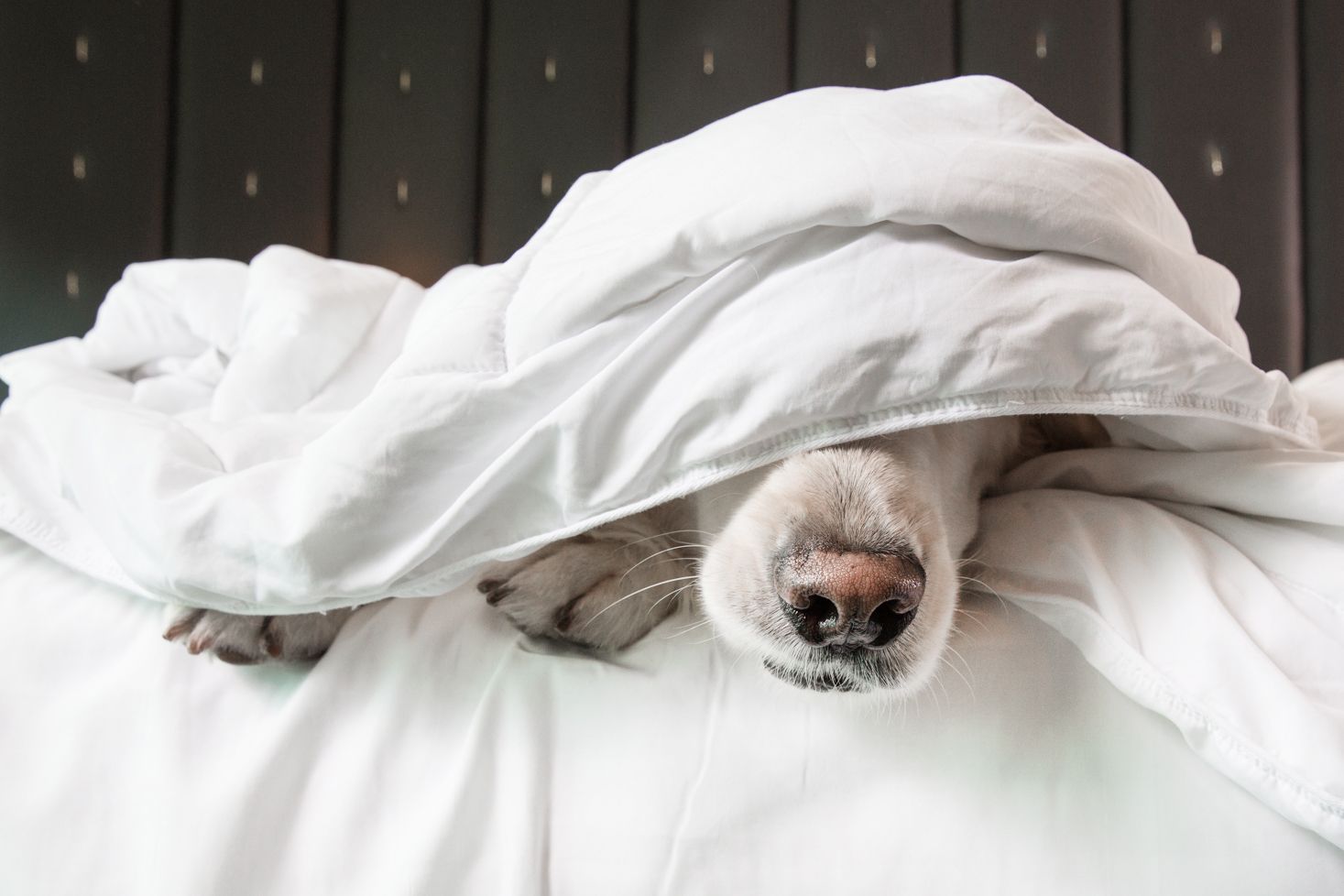 Close up of dog's nose peeking out from under white bedding sheets.