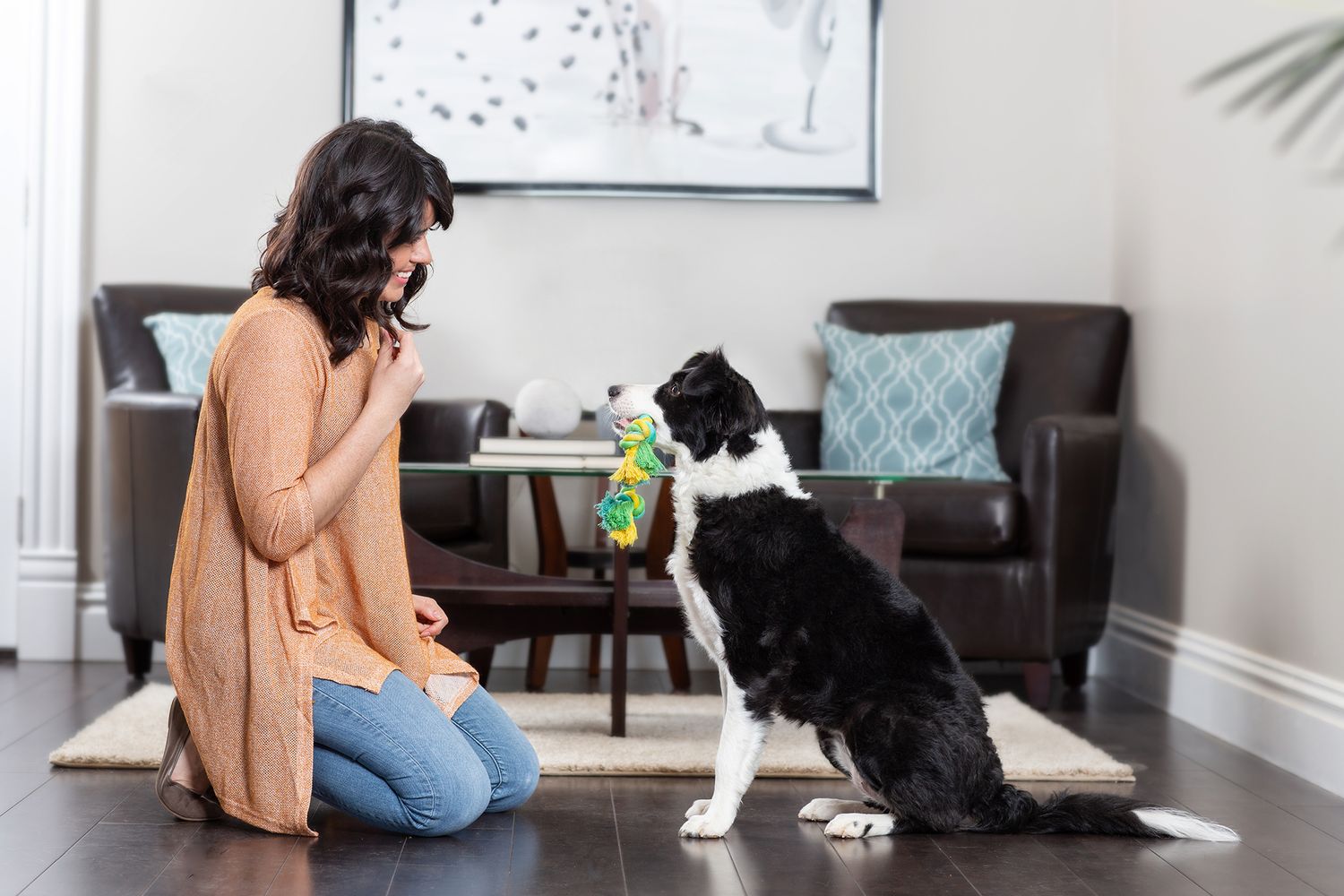 Border Collie practicing training with toy in modern living room.