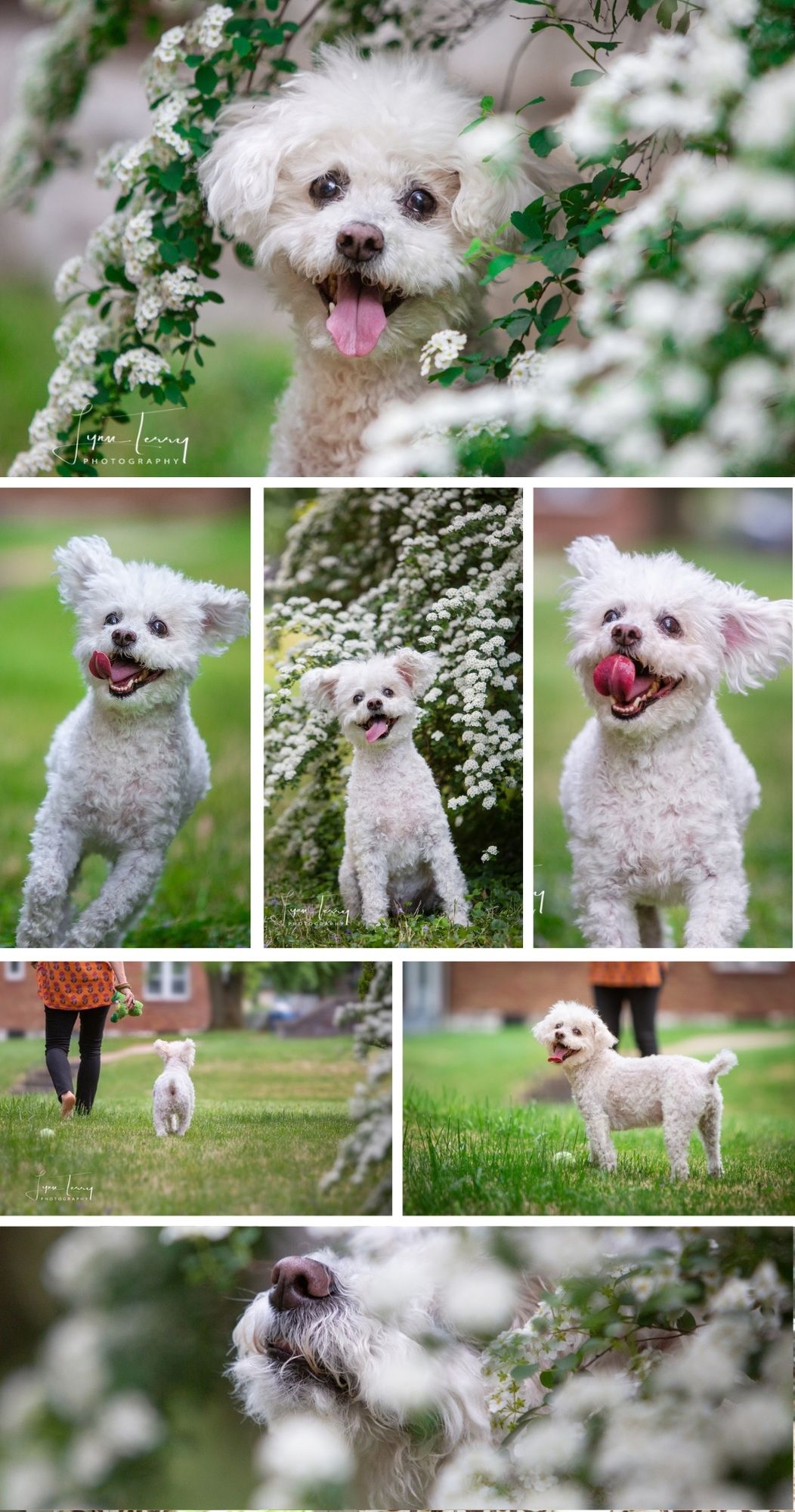 White bichon frise dog portraits among blooming spring flowers showing happy expressions.